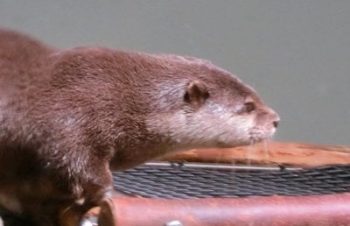 うほ、Simplismのデニム記事のほうがしっくり来る。これは一長一短だ！背面見せたければ、クリアホワイトケース、しっくり来るのがSimplism。気分で変えるか…。