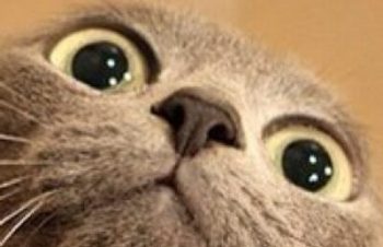 お財布携帯になるじゃん！nFlip Note Style for iPhone 5n内側にICカードなどを収納できるカードホルダーをふたつ搭載。nn RT @abone4949: SimplismのiPhone 5用ケース3種nhttp://bit.ly/SSWxMG 