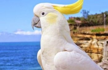 BlueloungeのKickflipをやっと入手（受取）して満足。入力が快適になる予感！ https://t.co/dIJmyisJ8R