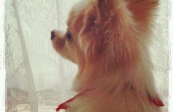 あとdocomoとかauのスマホは余計なアプリがめっちゃプリインストールされてたけど、NuAnsはそれがない。最高。