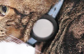 迷子になったペットの居場所を特定！CatalystのAirTag用耐衝撃完全防水ケース発売