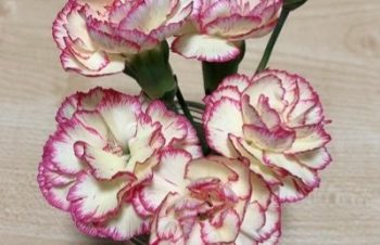 買ったばかりのガラスフィルムが角割れしちゃって仕方なく新しいのを買ったんだけど、綺麗に貼れてちょっと嬉しい！貼るピタZってやつ、すごい！