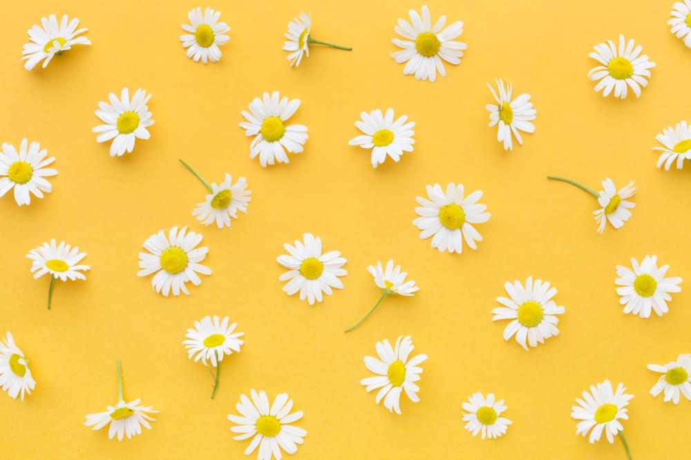 Top-view-daisies-arrangement-scaled-1.jpg