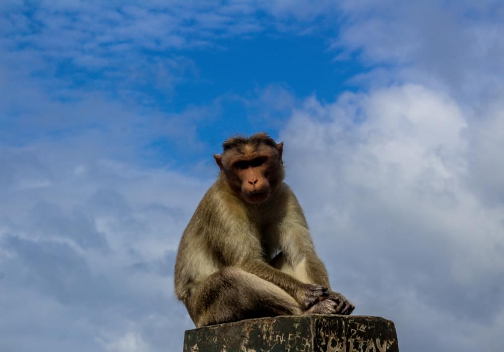 Monkey-sitting-on-concrete-barrier-with-a-blue-sky-in-the-background-scaled-1.jpg