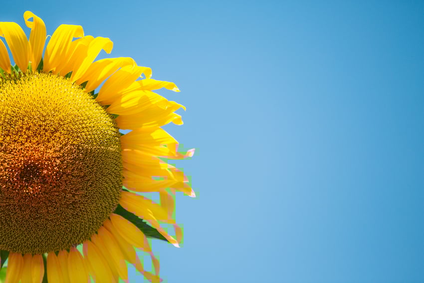 Sunflower-1.jpg