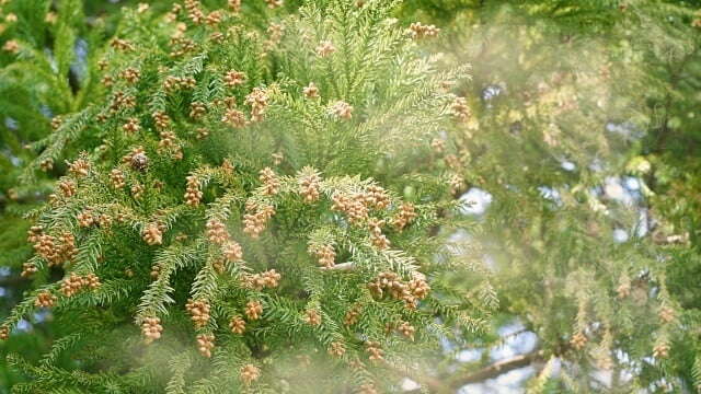 Cedar-pollen-1.jpg