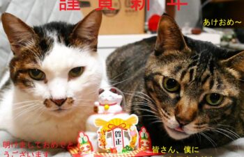 新年の挨拶とスマホ用品の紹介＆データとeSIM移行・・・・的なお話し｜瓜のブログ｜瓜（ウリ）のページだよ – みんカラ