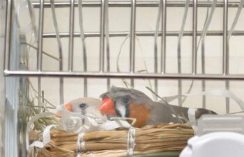 下書き救出から iPhone 17 Pro まで、 2026 年の制作環境を整えまくる